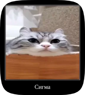 🐱