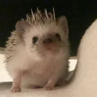 🦔