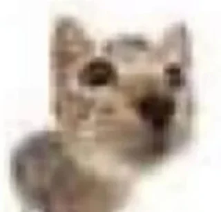 🤪