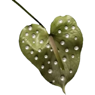 💚
