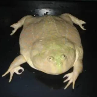 👌