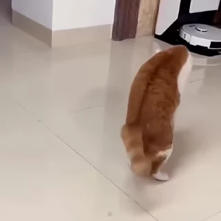 🐾
