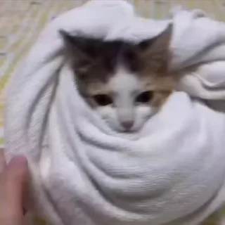 🍼