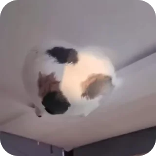 🌟