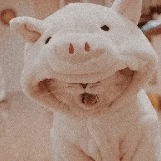 🐾
