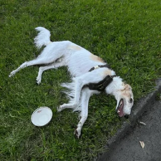 ☠️