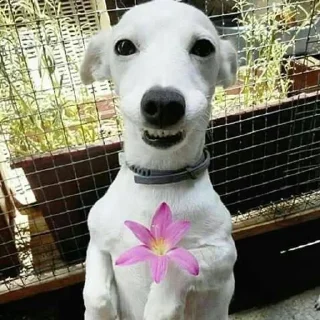 🐶