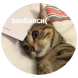 😿