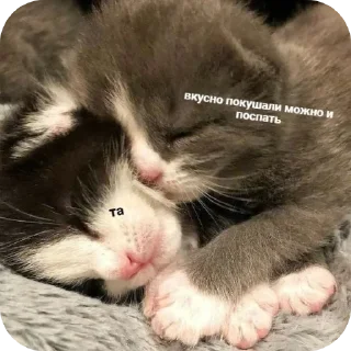 🐱