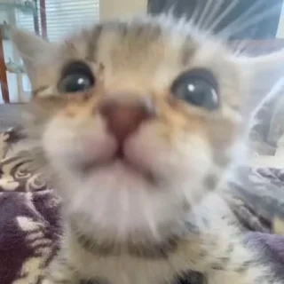 🤪