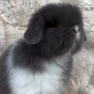 🤩