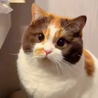 🤩