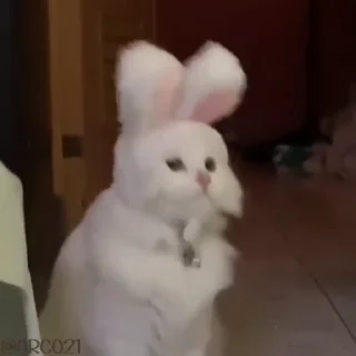 🙄