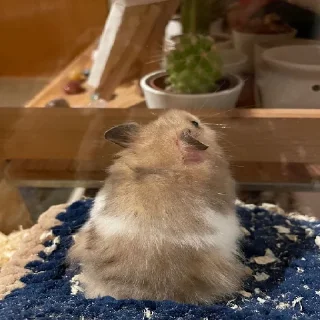 🐹