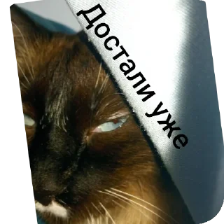 🐱