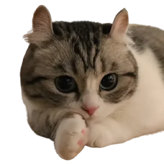 😺