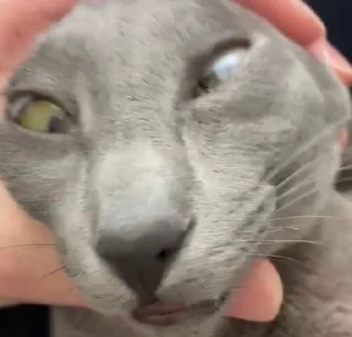 🤪