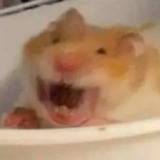 🤣