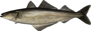 🐟