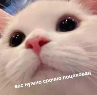 🐱