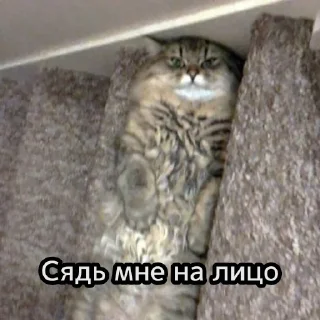 😺