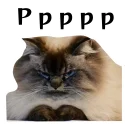 🙀
