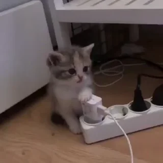 🐈‍⬛