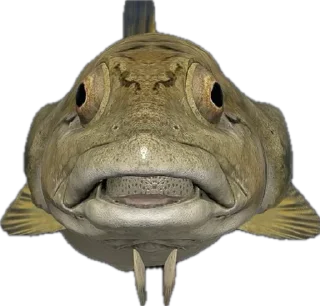 🎣