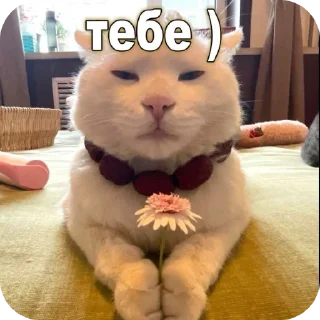 🧸