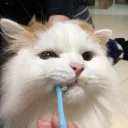 🐱