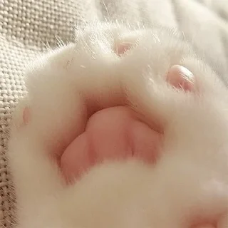 🐾