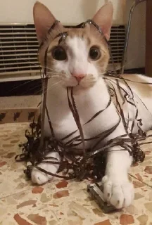🐱