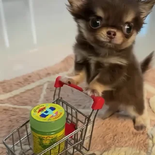 🐶