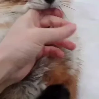 🦊