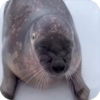 🦭