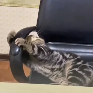 🐈