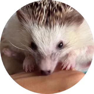 🦔