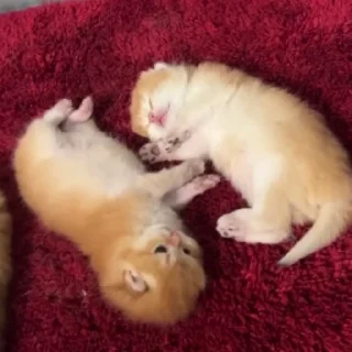🛏