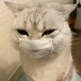 🐈
