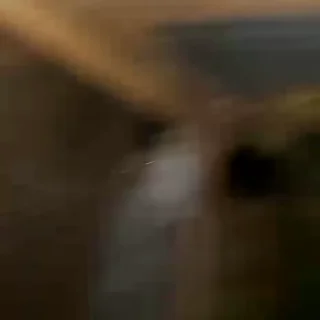 🐓