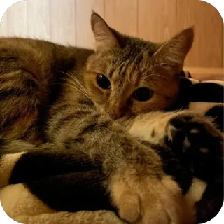🐱