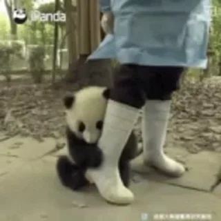 🐼