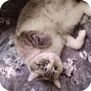 🐱
