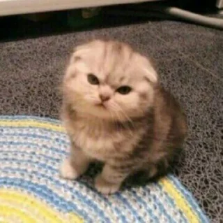🐈