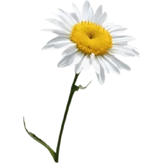 🌼