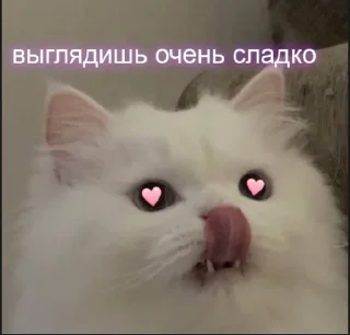 😻