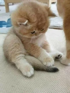 🥺