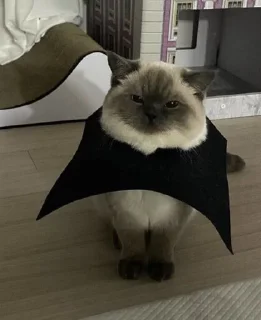 🦇