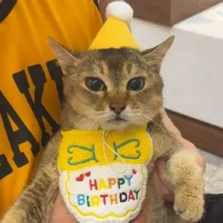 🎉