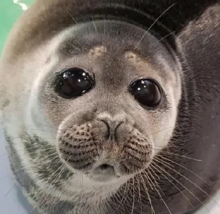🥺